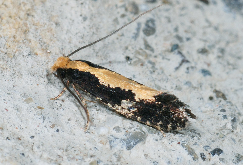 Microheterocera da confermare - Monopis cfr. crocicapitella